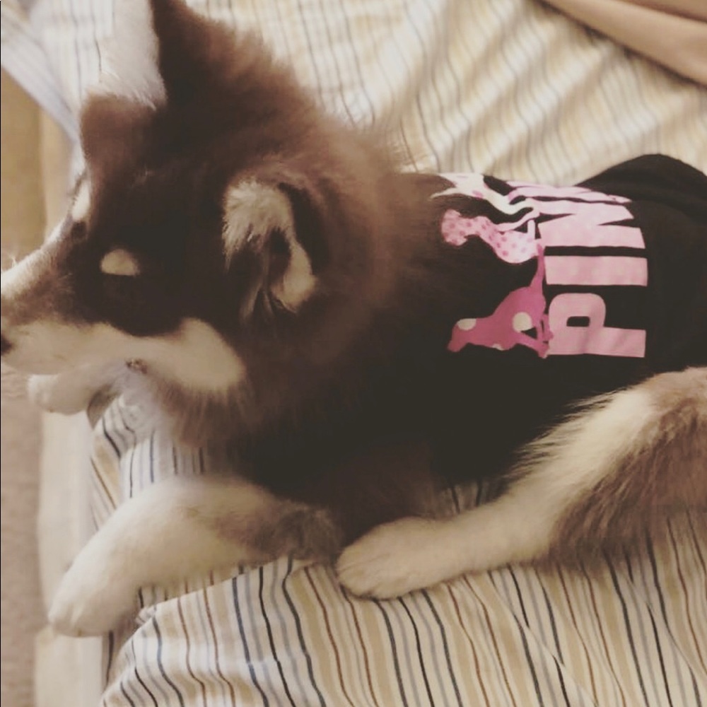 Dog clothes
